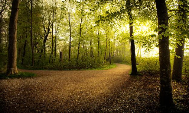 pathway in still and serene forrest