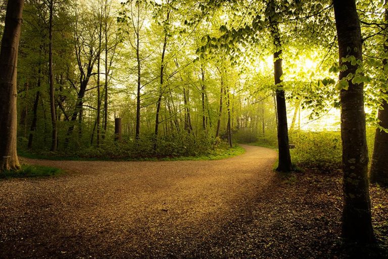 pathway in still and serene forrest