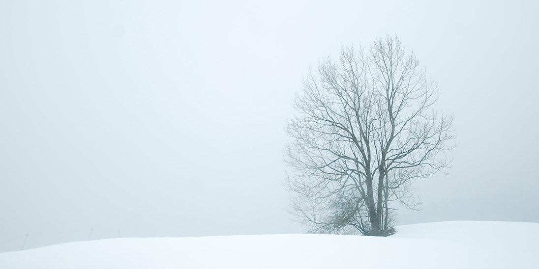 heavy white snow with dark tree