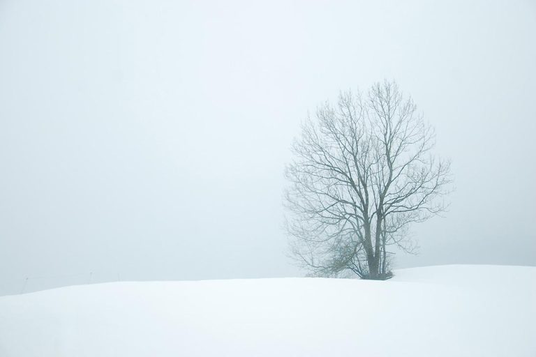 heavy white snow with dark tree