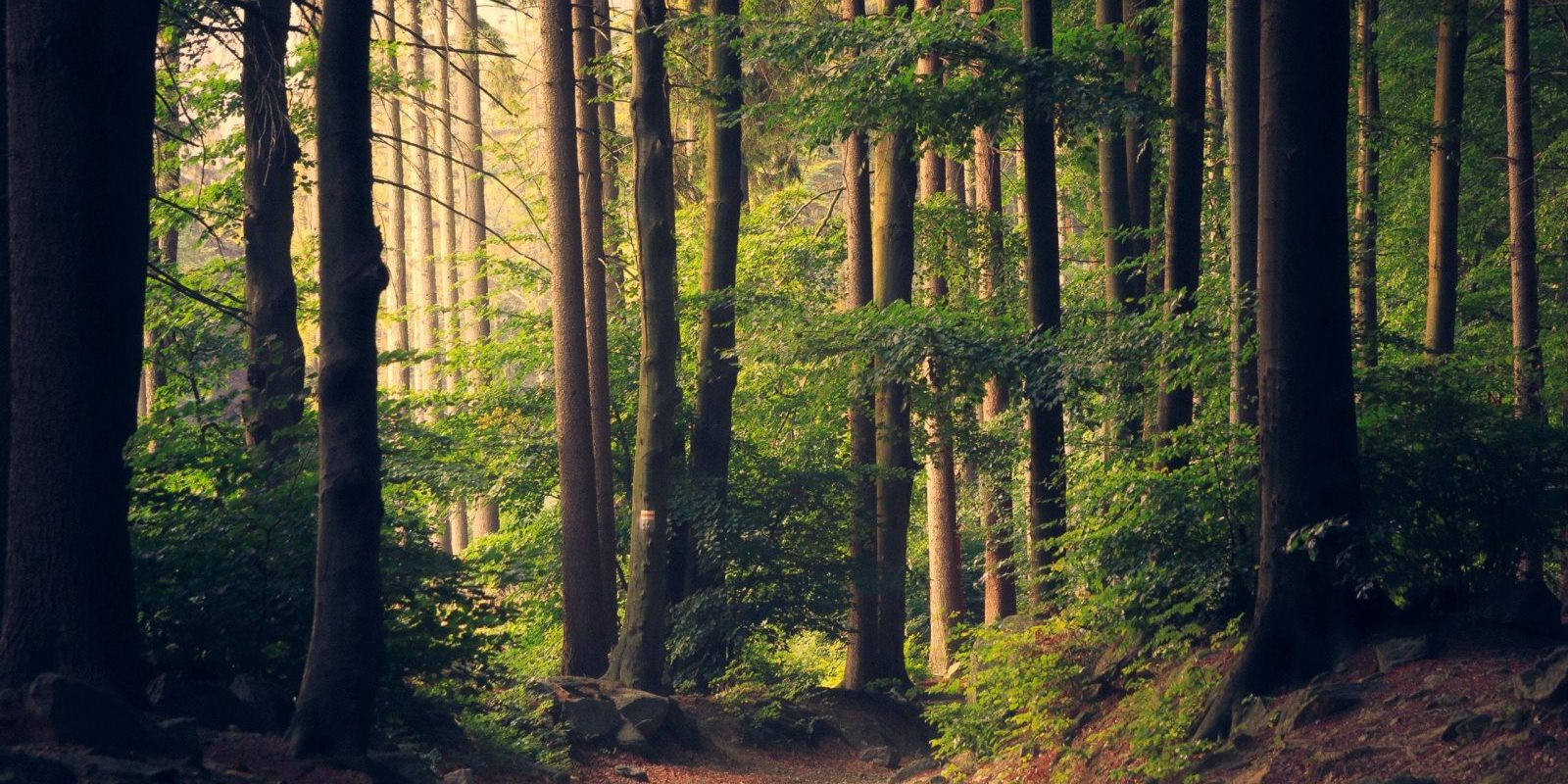 empty pathway in a quiet forest